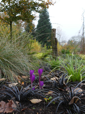 2020-11-06 Gartenimpressionen 1.jpg