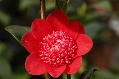 Camellia_bobs_tinsie_1657_resize.JPG