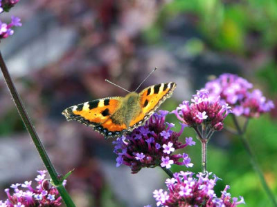 100_0307_Schmetterling600.jpg