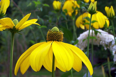 100_0710_Rudbeckianitida600.jpg