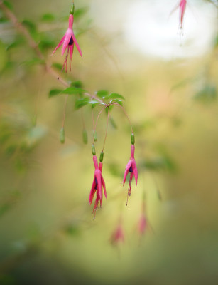 dauerfuchsie.jpg