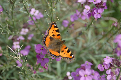 Kleiner_Fuchs_auf_Lila_Goldlack_S4_8147_88.jpg