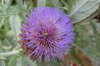 Artischocke_N_12582_86.jpg