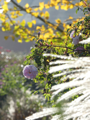 2020-11-07 Gartenimpressionen 1.jpg