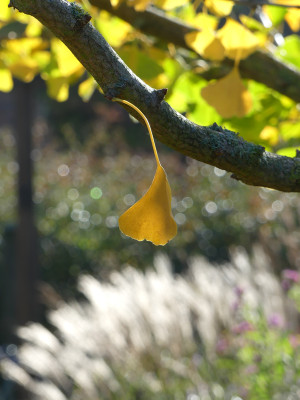 2020-11-07 Gartenimpressionen 2.jpg