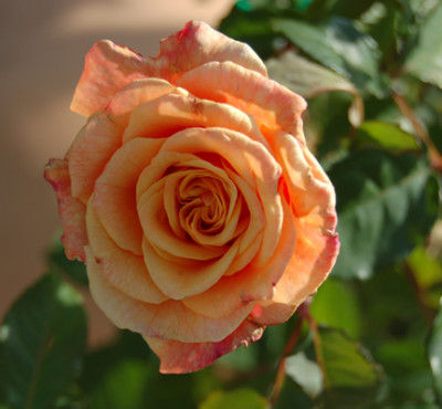 Caramella_16162_95.jpg