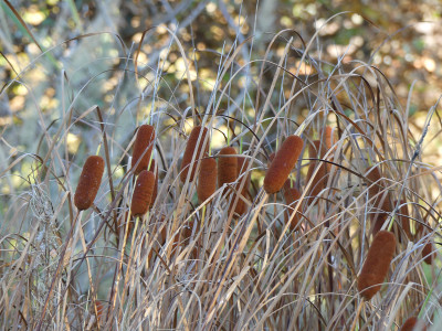 2020-11-07 Gartenimpressionen 7.jpg