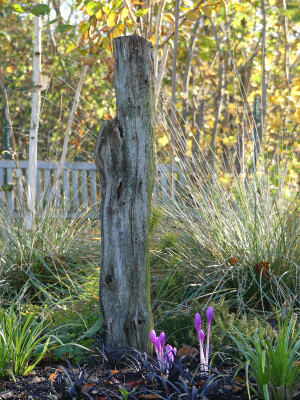 2020-11-07 Gartenimpressionen 8.jpg
