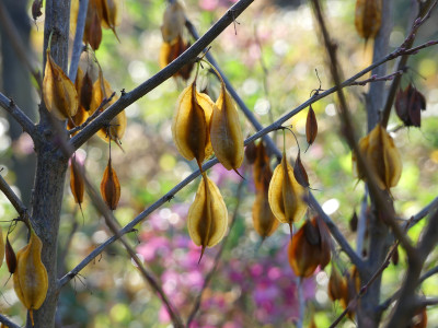 2020-11-07 Gartenimpressionen 9.jpg