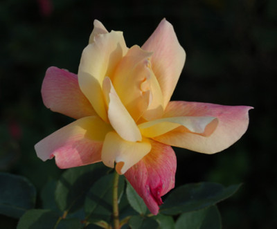 Sutters_Gold_T_16174_95.jpg