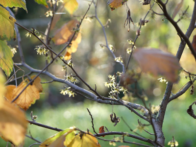 2020-11-07 Gartenimpressionen 11.jpg