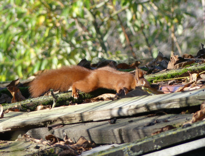 2020-11-07 Eichhörnchen.jpg