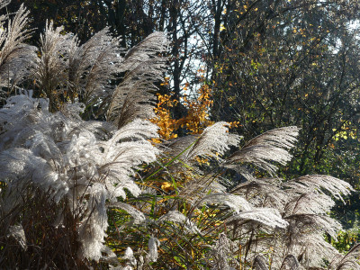 2020-11-07 Miscanthus 1.jpg