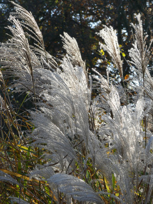 2020-11-07 Miscanthus 2.jpg