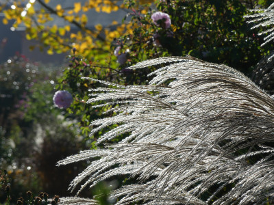 2020-11-07 Miscanthus 'Undine' 1.jpg