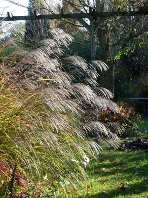 2020-11-07 Miscanthus 'Beth Chatto' 1.jpg