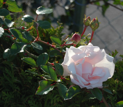 New_Dawn_S2_16178_92.jpg