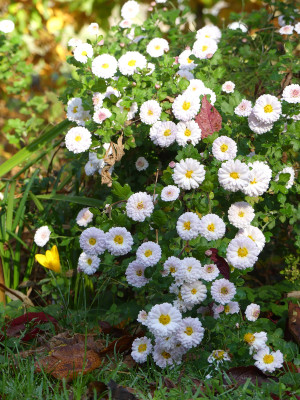 2020-11-07 Chrysanthemum 'Julia' 1.jpg