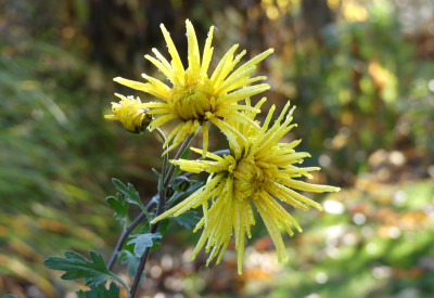 2020-11-07 Chrysanthemum 'Gelbe Spinne' 1.jpg