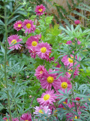 2020-11-06 Chrysanthemum 'Mergentheim' 1.jpg