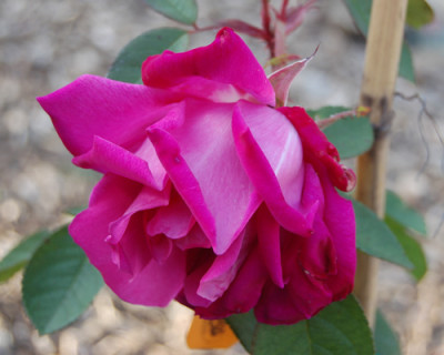 Parfum_de_lHay_K1_16207_95.jpg