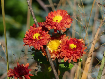 2020-11-07 Chrysanthemum 'Vreneli' 2.jpg