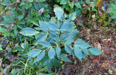 2020-11-07 Mahonia 1.jpg