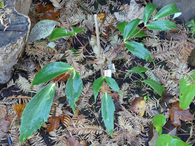 2020-11-07 Mahonia gracilipes 1.jpg