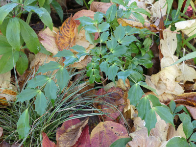 2020-11-07 Mahonia 'Cabaret'.jpg