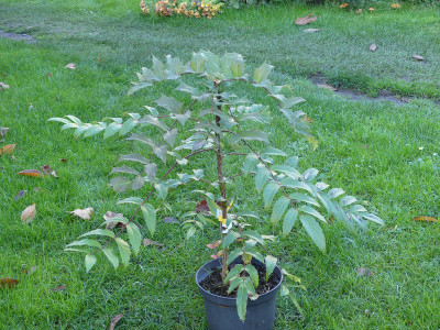 2020-11-07 Mahonia 'Esme' 1.jpg