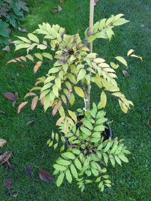 2020-11-07 Mahonia x Savilliana 1.jpg