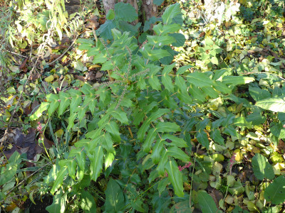 2020-11-07 Mahonia japonica.jpg