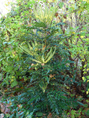 2020-11-07 Mahonia 'Winter Sun' 1.jpg