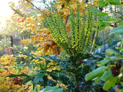 2020-11-07 Mahonia 'Winter Sun' 3.jpg