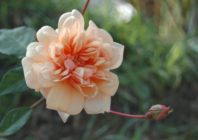 Perle_dOr_H_18036_95.jpg