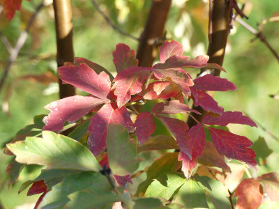 2020-11-07 Acer griseum 1.jpg