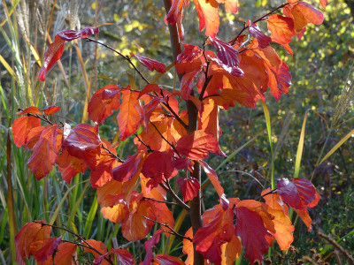 2020-11-07 Parrotia 'Felicie'.jpg