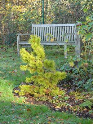 2020-11-07 Pinus contorta 'Chief Joseph' 2.jpg