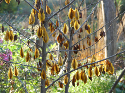2020-11-07 Halesica caroliniana 1.jpg