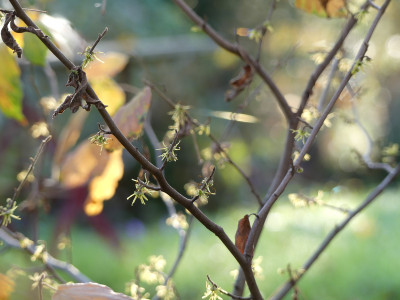 2020-11-07 Hamamelis macrophylla 2.jpg