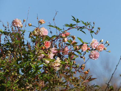 2020-11-07 Rosen 'Ghislaine de Feligonde'.jpg