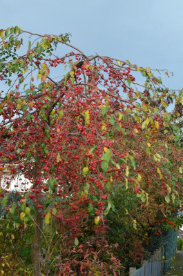 Malus-RedJade.20-5.jpg
