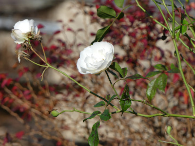 2020-11-07 Rosen 'Schneewittchen'.jpg