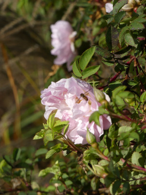 2020-11-07 Rosen 'Stanwell Perpetual'.jpg