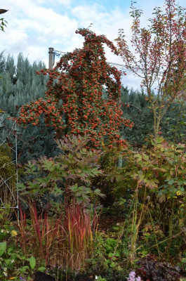 Cotoneaster_franchettii.20-3.jpg