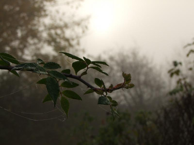 2020_0809NovemberNebel0007.JPG