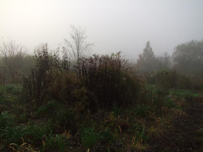 2020_0809NovemberNebel0010.JPG