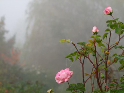 2020_0809NovemberNebel0025.JPG