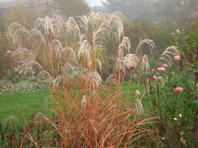 2020_0809NovemberNebel0042.JPG