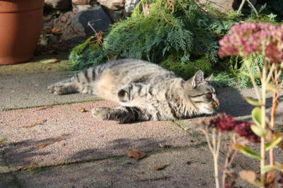 Tiggi.jpg